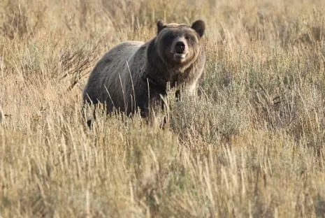Backpacker Injured by Wild Animal in Wilderness Area Flown to Trauma Center