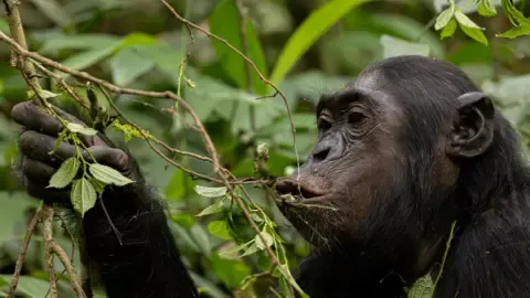 Wild Chimps Consuming an Amount Equal of a Beer Each Day from Fermented Fruits, Research Reveals