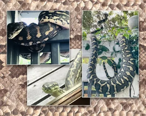 Accepting the Snakes in the Roof: An Evolution from Dread to Admiration