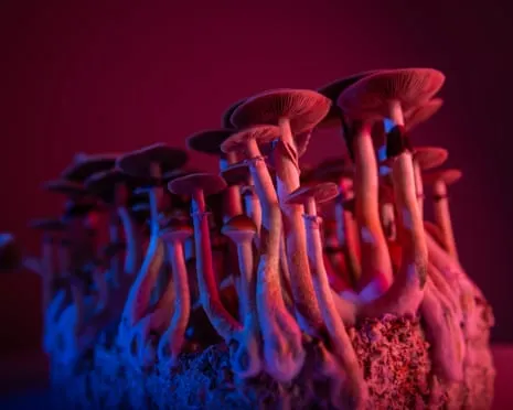 Regarding Substances by the Philosopher: An Intellectual Exploration into Psychedelics