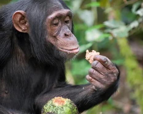 Wild Chimps Ingest Everyday Ethanol Comparable to a Pint from Ripe Figs