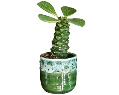 Can This Euphorbia Once Again Sprout Back?