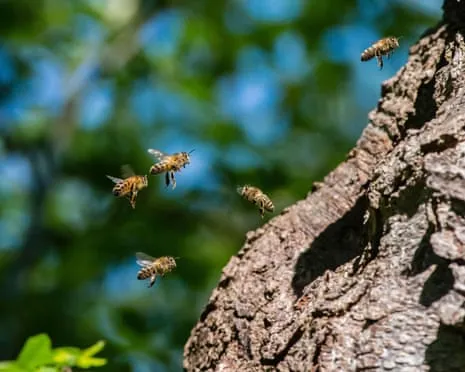 How Saving Honeybees Could Harm Wild Pollinators