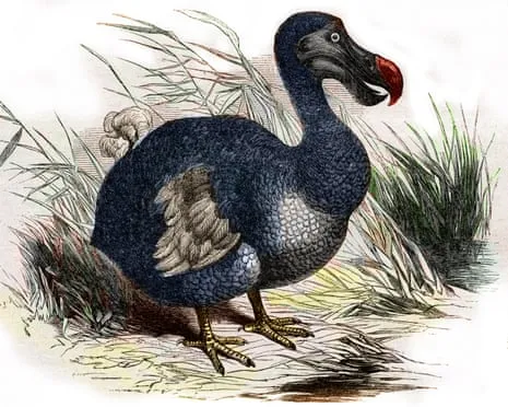 Scientists Assert They’ve Made a ‘Key Milestone’ in Bringing Back the Dodo for the First Time in Multiple Generations